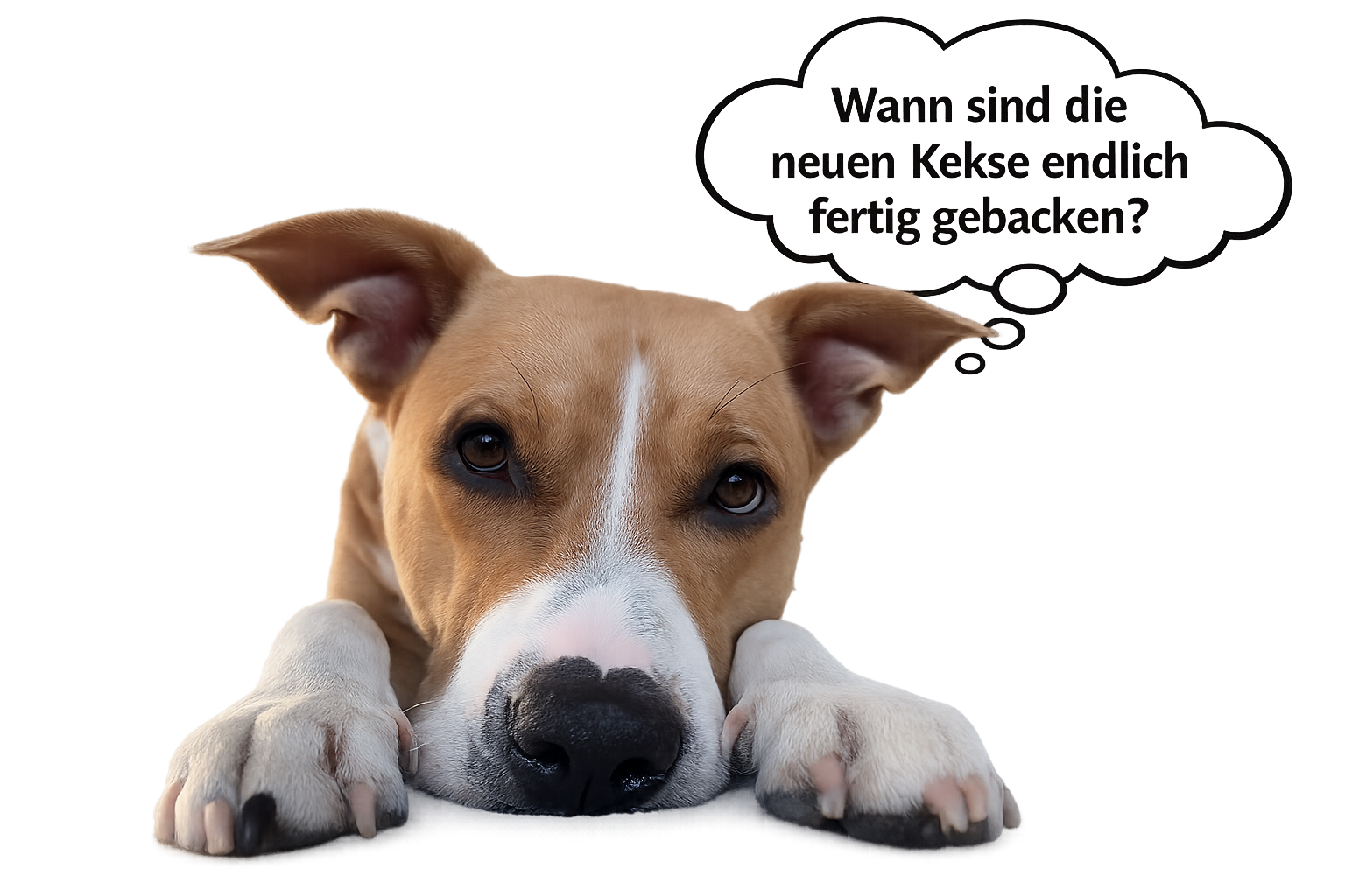 Hundekekse