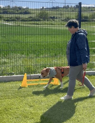 Hunde Coaching