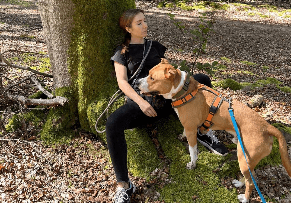 Blogbeitrag Waldzeit mit Hund